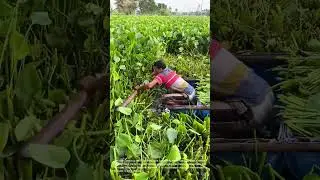 Harvesting Water Hyacinth: A Labor-Intensive Aquatic Crop