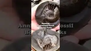 Opening Anniversary Fossil Booster Packs