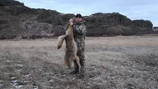 BERGER 185GR VLD vs. COYOTE AT 430 YARDS