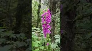 Oregon flowers #flowers