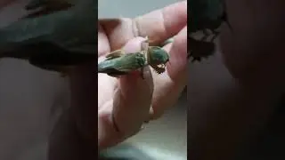rare animals that are hard to find#hobby#fotocantik#videoshort