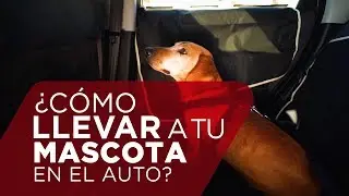 ¿Cómo llevar a tu perro de forma correcta en el auto?
