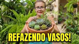 #Refazendo vasos de suculentas e cuidado com a casa.