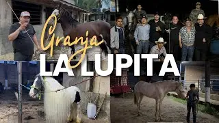 SE ARMO LA FIESTA CON LOS CABALLOS BAILADORES EN GRANJA LA LUPITA 🐎🔥 | Soy Borbolla | 🤠