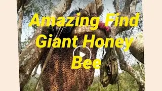 Today Trending Topics ll Amazing Find Giant Honey Bee