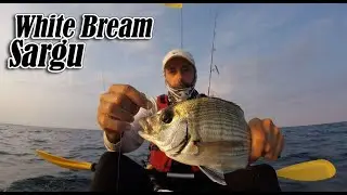 Caught a decent White bream