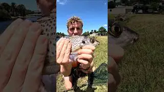 Any Idea what type of fish this is? #fish #fishing #fishingvideo #water #catch #fyp