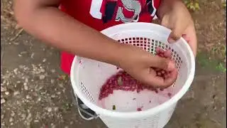 Picking Wild Berries | Autumn Olives | A&Y Greenway