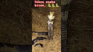 king cobra snake 🐍🐍🐍 going to catch//snake inside the house #snake #cobra #shorts #viral video #yt