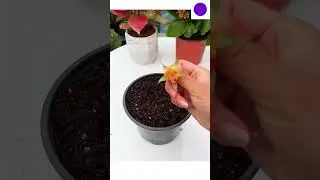 como plantar rosas em vaso usando s&oacute; o bot&atilde;o dela😲🌹