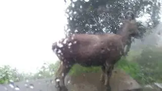 Eravikulam National Park, Munnar | Nilgiri Tahr in Eravikulam, Munnar | Munnar wildlife park