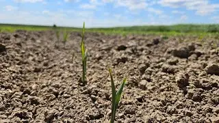 Droogte in je maisperceel - wat kun je doen | Tips van de teeltspecialist | LG Seeds