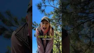 Мандрагора! Необычные растения Турции