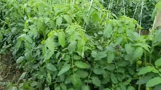 Magandang foliar fertilizer 🥰 sa kamates na ganitong idad 