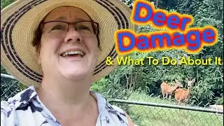 Deer Damage and Prevention - 👩🏻&zwj;🌾🦌😡