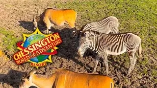 Wanyama Village & Reserve - Chessington World of Adventures Resort