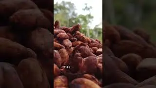 How Chocolate is Actually Made 🍫