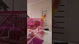 #talkingparot #parrot #nonstoptalkingparrot #pets #cute #lovebirds #duet #funny #love #birds