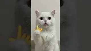 #teacher#best #meme#prashant bhaiya#reality#funny#shorts#viral#cats#sigma