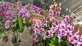 DENDRO ĐỦ MÀU 19K