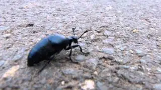Meloe violaceus (COL.: Meloidae) Violetter &Ouml;lk&auml;fer / Violet Oil Beetle