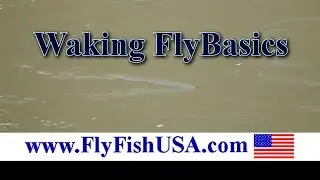 Waking Fly Basics