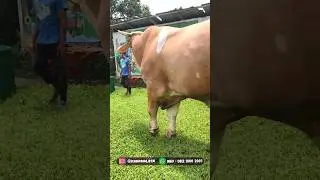 Kontes Sapi Jumbo Target Bobot 1.2 ton