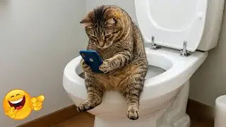 🐟🐾 The Funniest Cats and Dogs Clip 2026 || Try Not To Laugh 🤯🤪