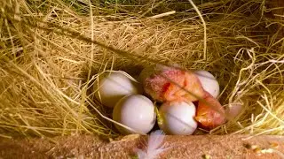 Lovebirds breeding progress || Love birds Eggs hatching 🐣 start ||