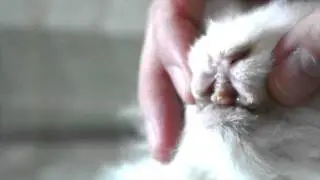 Bunny care - Rabbit teeth problems