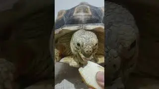 156 | ASMR eating pear fruit 🍐 #shorts #asmr #eating #mukbang #turtle #tortoise #sulcata #cute