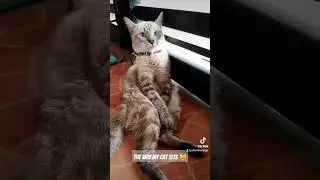 The way my cat sits 😸😹 #cats #cat #shorts #fyp