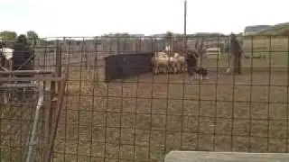 Athill's Highland Laddie HIC - Passing His Herding Instinct Testing!