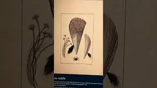 Arianna Pintus et le tissage du soie marine #tissage #soie #marine #ariannapintus #quaibranly ⬇️