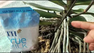 I made my orchids grow new roots using fresh milk and everyday kitchen scraps