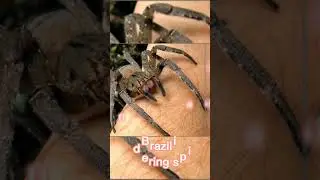 TOP 5 VENOMOUS SPIDERS🕷  #trending #viral #top #spiders #shorts #shortvideo