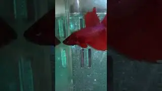 My new betta fish ( half moon rosetail betta fish) .. is not beautiful ?? Please comment 🙏🏻😊
