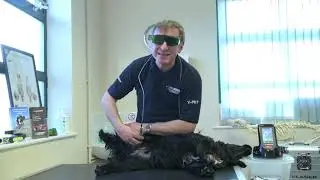 K-Laser - Treatment Demo 7 - Hips & Stifles K Laser
