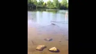 Ducklings Reunited with Mom