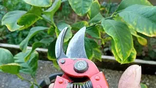 OCTOBER PRUNING OF LEMON TREES 🍋