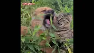#Cats #shorts #THẬP #dcgr #dcgroup#@THẬP CẨM TV #THẬP CẨM TV #dcgr #dcgroup
