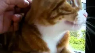 Taggy the cat trilling at birds she just can't get to. funny!!