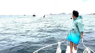 ZERA 🐋 Humpback Whale Breach in Cabo San Lucas! | Breathtaking Baja California Sight 🌊🏔️