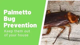 Palmetto Bug &ndash; How to Identify And Get Rid of Them