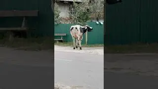 Mad Cow Attack: Bitten by a Rabid Fox and Going Wild! Shocking Farm Footage!