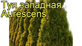 Туя западная Ауресценс. Краткий обзор, описание характеристик thuja occidentalis Aurescens