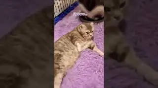 подпишись и поставь лайк, пожалуйста #new #recommended #fun #today #top