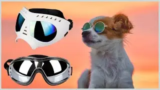 Top 5 Best Dog Goggles in 2023 reviews