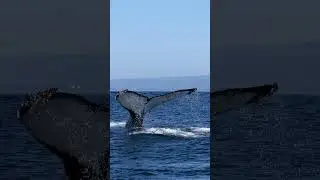 Humpback with white fluke! Monterey bay!