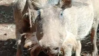 warthog (Phacochoerus africanus) in natural habitat, Kenya, Africa